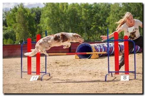 Реклама и продвижение аджилити-клуба