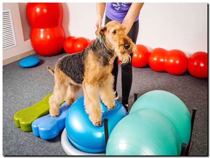 Реклама и продвижение аквареабилитации и фитнеса для животных