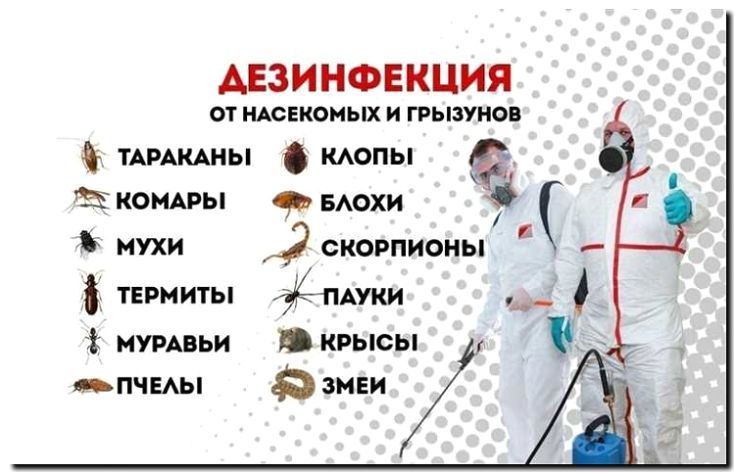 Реклама и продвижение дезинфекции и обработки территорий