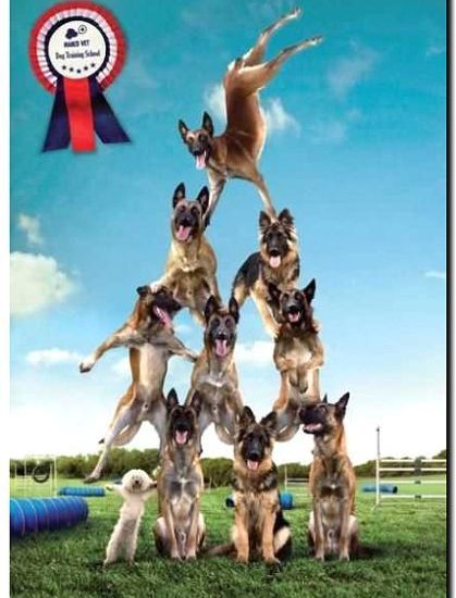 Реклама и продвижение дрессировки