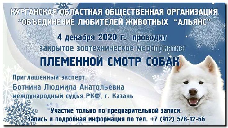 Реклама и продвижение фелинологического/кинологического питомника