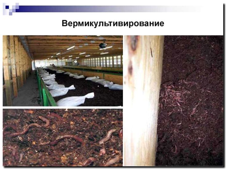 Реклама и продвижение фермы червей