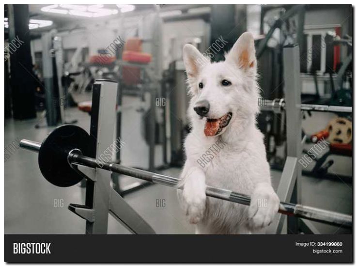 Реклама и продвижение фитнес-центра для собак