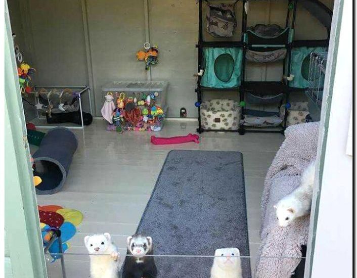 Реклама и продвижение гостиницы для хорьков