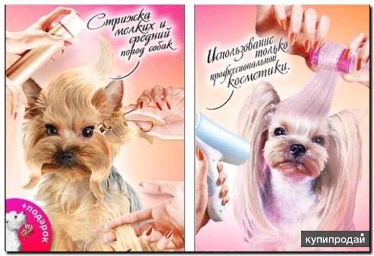 Реклама и продвижение груминг-салона