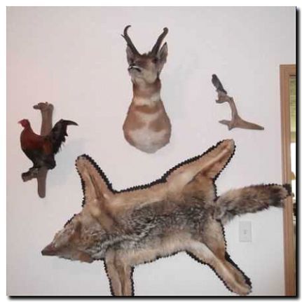 Реклама и продвижение изготовления чучел и таксидермии