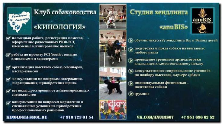 Реклама и продвижение кинологического клуба
