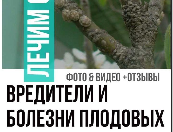 Реклама и продвижение лечения деревьев
