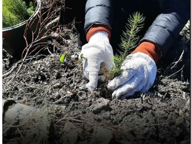 Реклама и продвижение лесовосстановительных работ