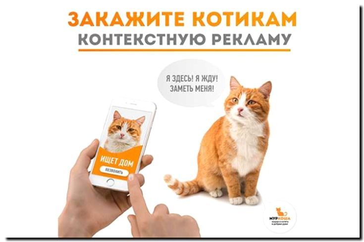 Реклама и продвижение магазина товаров для кошек