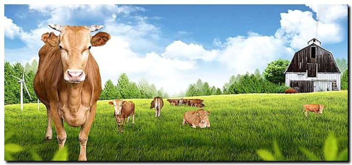 Реклама и продвижение молочной фермы