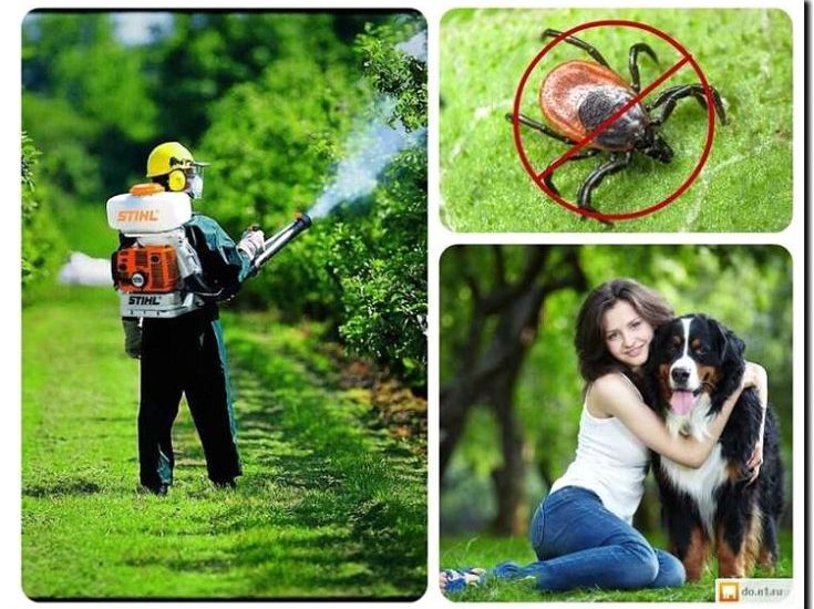 Реклама и продвижение обработки от клещей