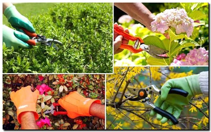 Реклама и продвижение обрезки деревьев и ухода за садом