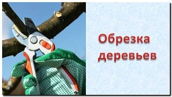 Реклама и продвижение обрезки плодовых деревьев