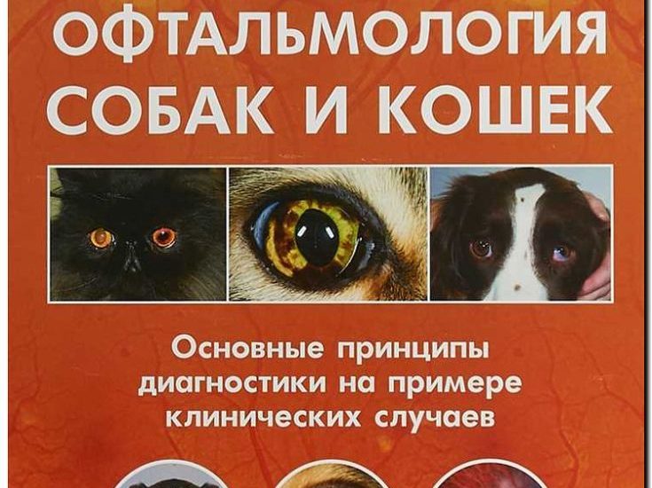 Реклама и продвижение офтальмологии для животных