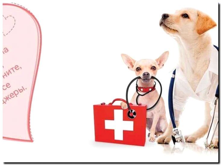 Реклама и продвижение онкологии для животных