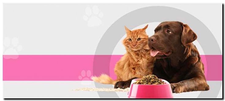 Реклама и продвижение оптовых поставок товаров для животных