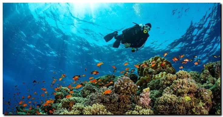 Реклама и продвижение организации дайв-сафари и подводных экскурсий