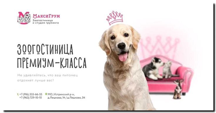 Реклама и продвижение организации мероприятий для питомцев