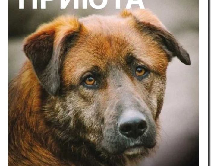 Реклама и продвижение организаций по защите животных и приютов