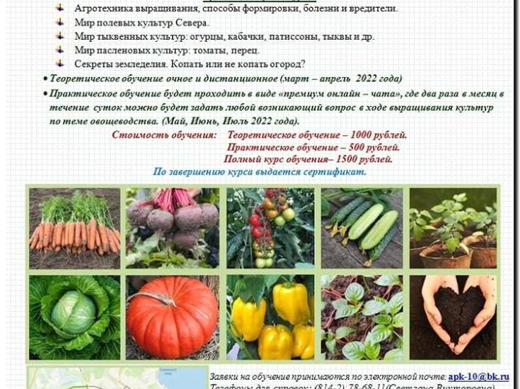 Реклама и продвижение овощеводства и садоводства