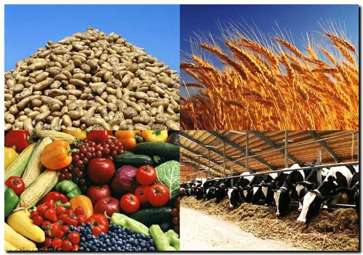 Реклама и продвижение переработки сельхозпродукции