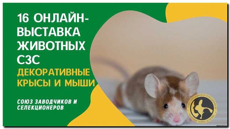 Реклама и продвижение питомника декоративных крыс