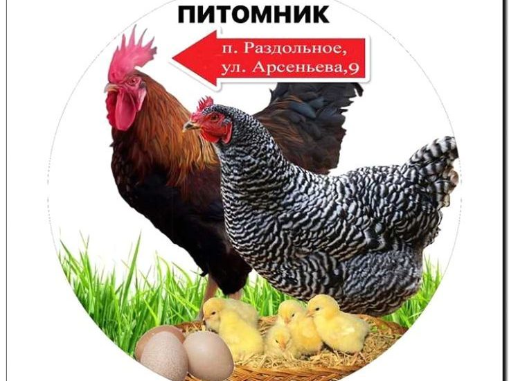 Реклама и продвижение питомника декоративных птиц