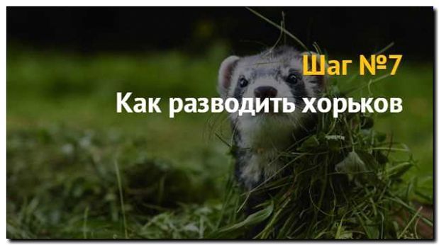 Реклама и продвижение питомника по разведению хорьков