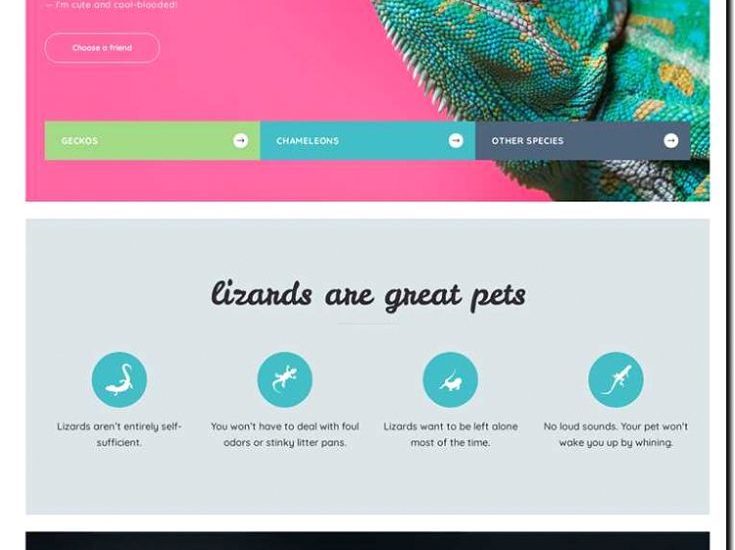 Реклама и продвижение питомника рептилий