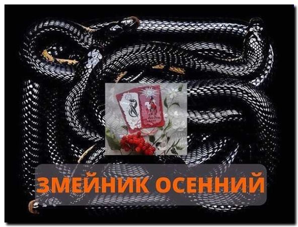 Реклама и продвижение питомника змей