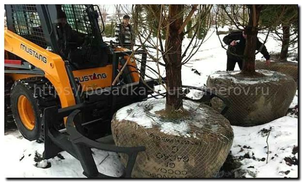 Реклама и продвижение посадки деревьев и крупномеров