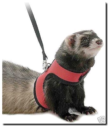 Реклама и продвижение пошива шлеек и поводков для хорьков