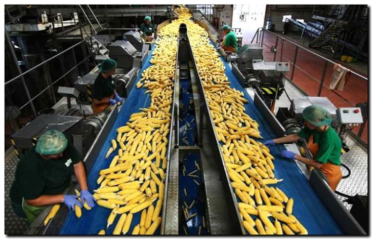 Реклама и продвижение предприятия по переработке сельхозпродукции