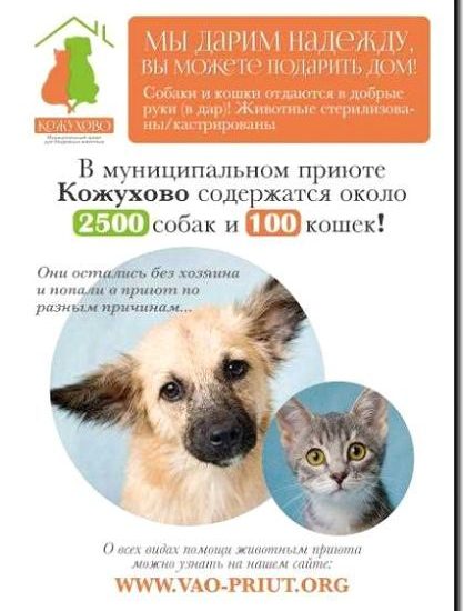 Реклама и продвижение приюта для животных
