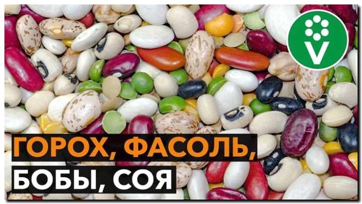 Реклама и продвижение продажи бобовых