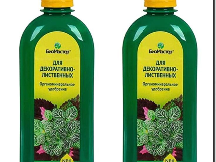 Реклама и продвижение продажи декоративно-лиственных растений