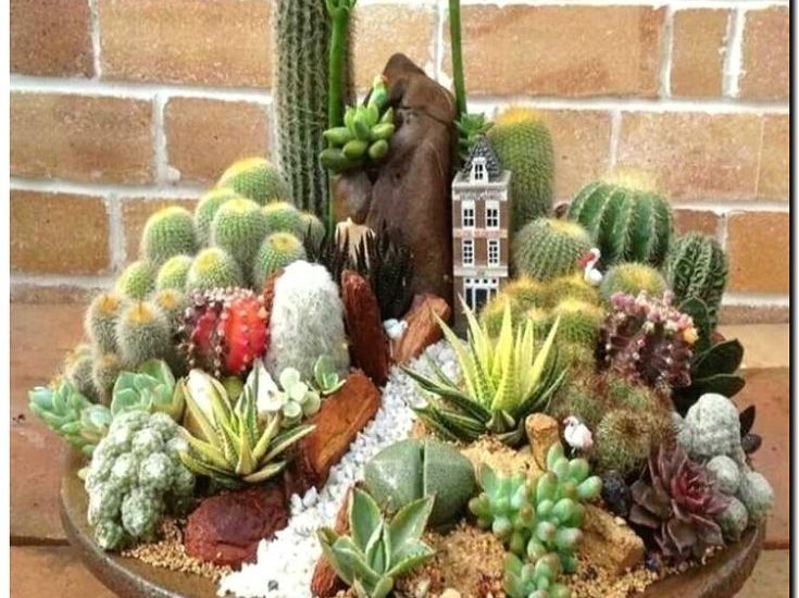 Реклама и продвижение продажи кактусов и суккулентов