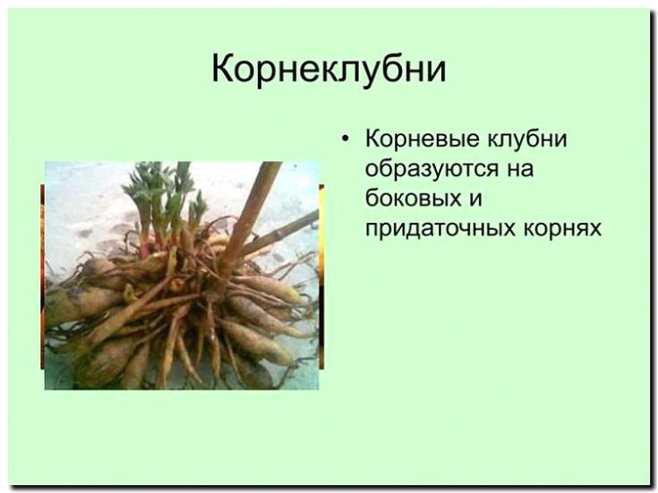 Реклама и продвижение продажи клубней и корневищ