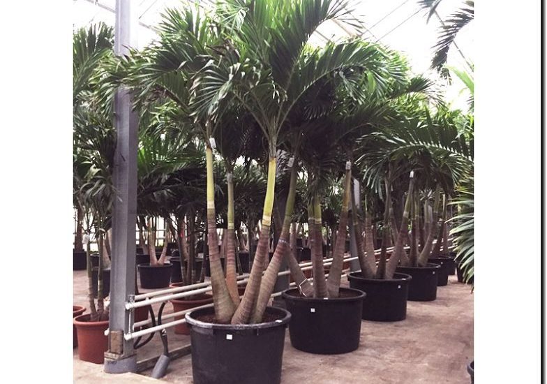 Реклама и продвижение продажи комнатных пальм и крупномеров