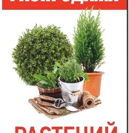Реклама и продвижение продажи комнатных плодовых растений