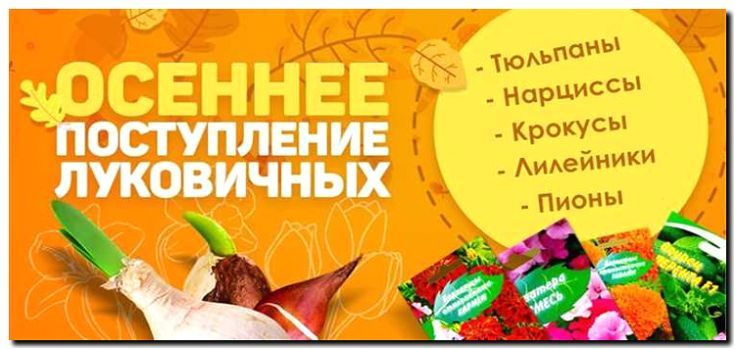 Реклама и продвижение продажи луковичных растений