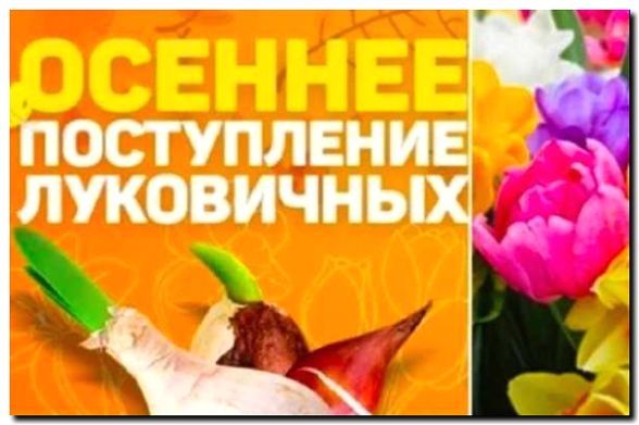 Реклама и продвижение продажи луковиц цветов