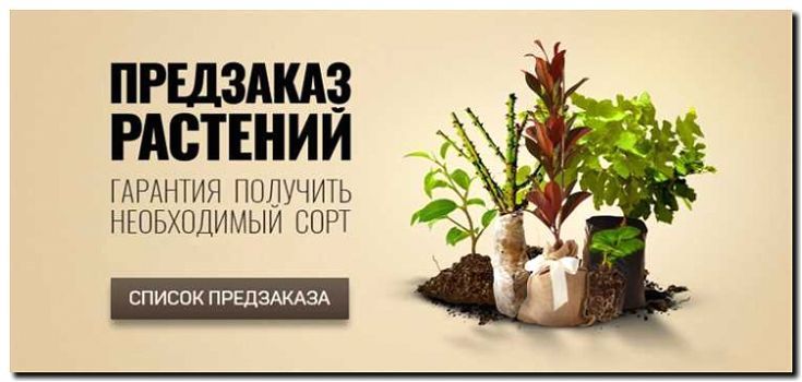 Реклама и продвижение продажи плодовых деревьев