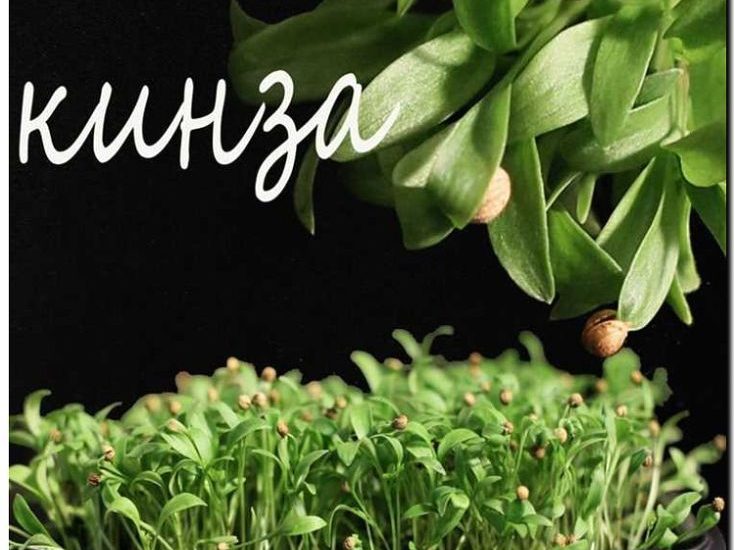 Реклама и продвижение продажи проростков и микрозелени