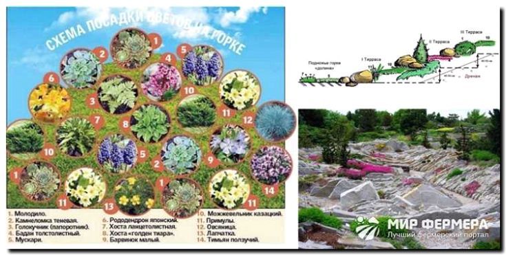 Реклама и продвижение продажи растений для альпийских горок