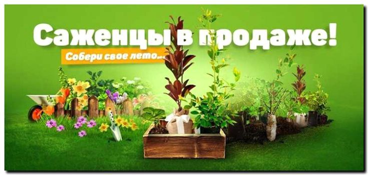 Реклама и продвижение продажи редких и коллекционных садовых растений
