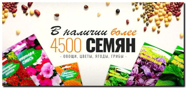 Реклама и продвижение продажи семян через интернет-магазин