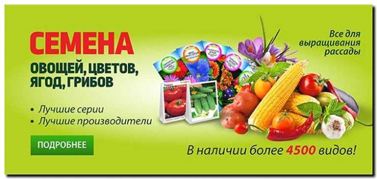 Реклама и продвижение продажи семян деревьев и кустарников