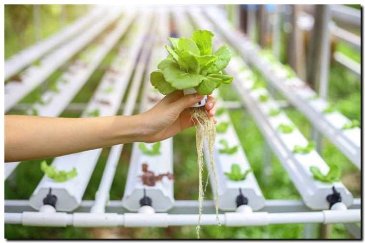 Реклама и продвижение продажи семян для гидропоники